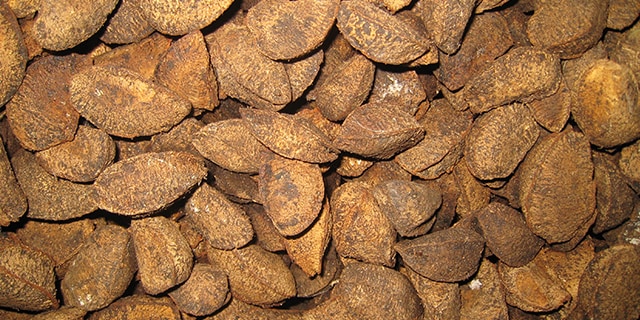 brazil-nut3