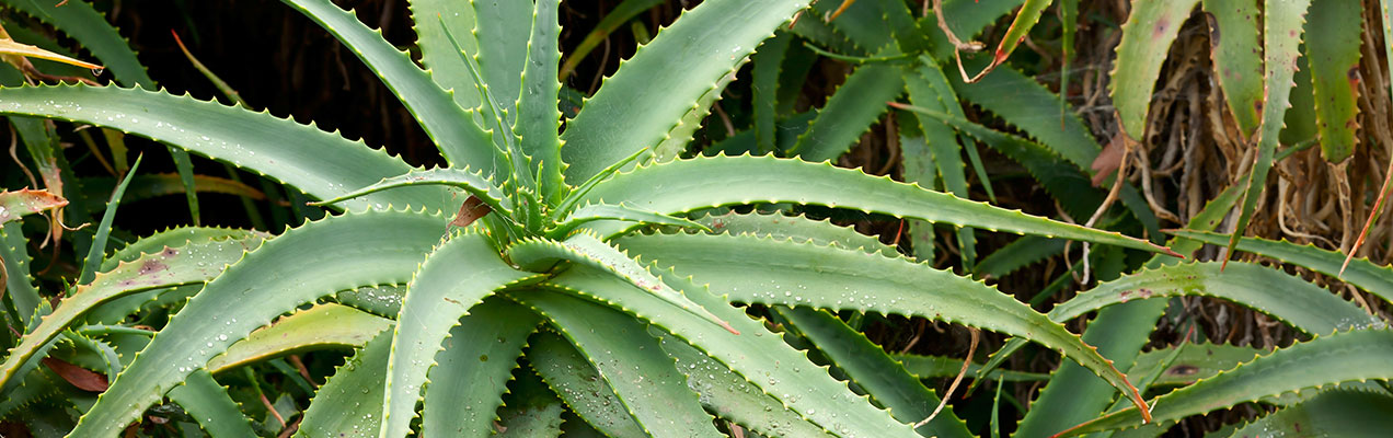 aloe