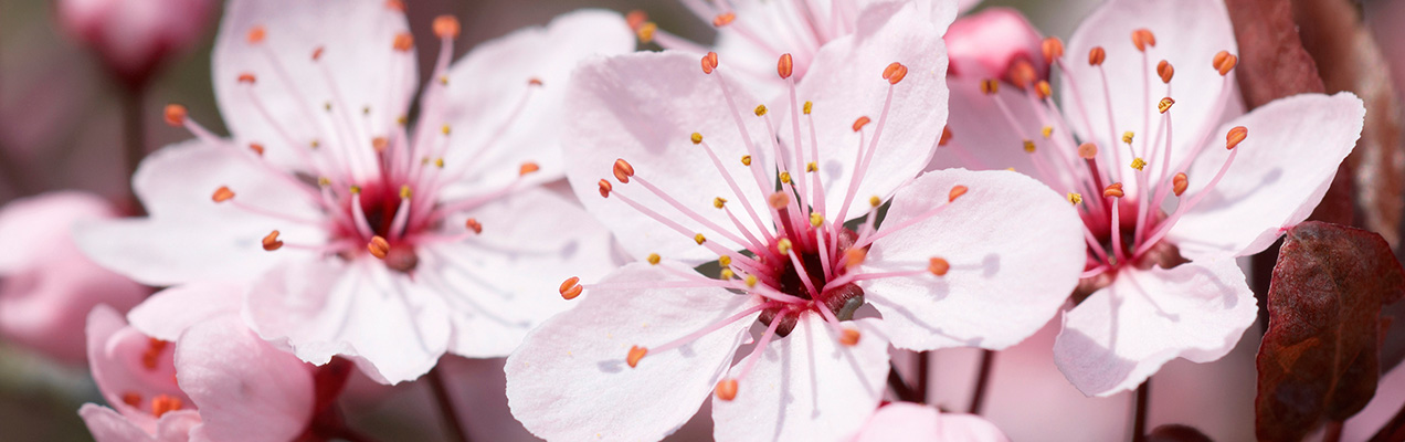 cherry-blossom