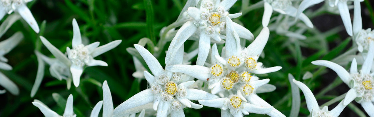 edelweiss