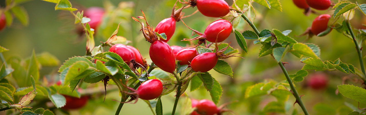 rosehip