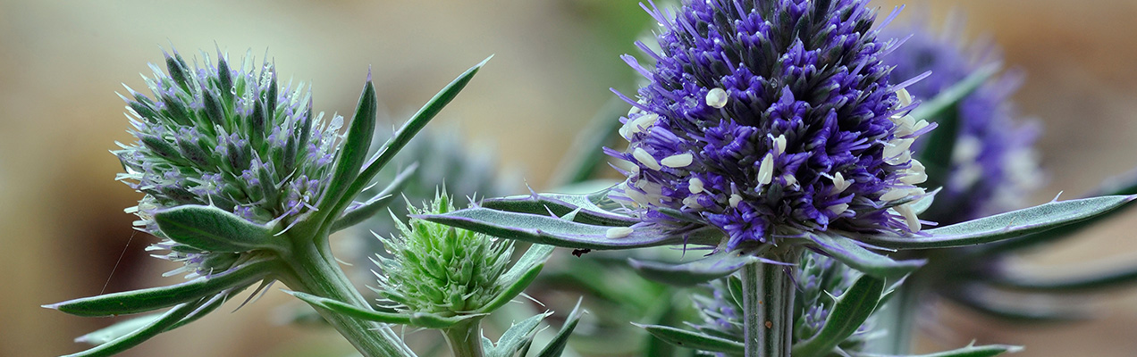 sea-holly