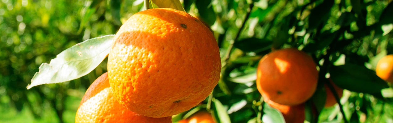 satsuma2